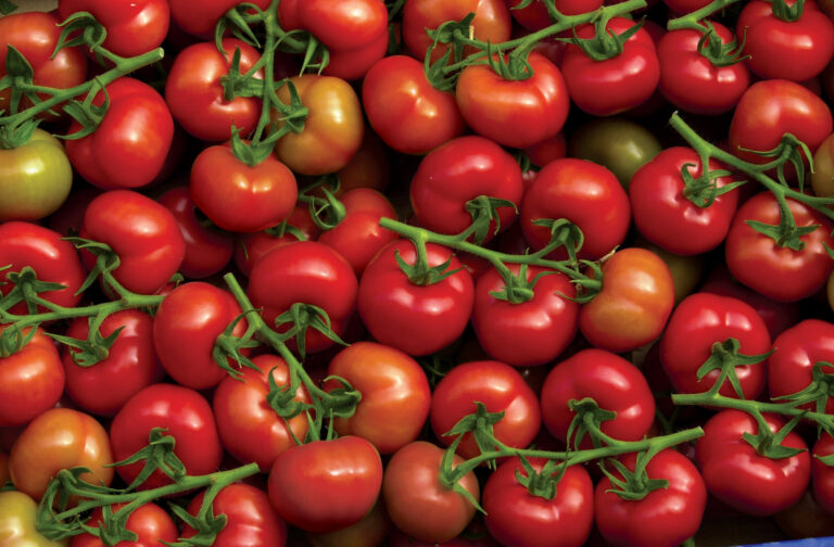 زيت الزيتون يوفر مداخيل قياسية بالعملة الصعبة و الطماطم ممنوعة من التصدير!!