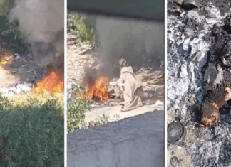 فيديو صادم بالملاسين.. الأمن يوقف امرأة بتهمة تعذيب قطط