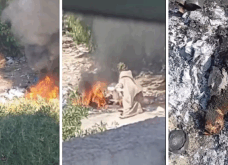 إيداع امرأة السجن بتهمة حرق قطط أحياء في الملاسين