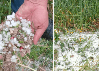 أضرار فلاحية ومادية جرّاء تساقط التبروري في السبيخة بالقيروان