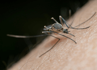 تسجيل إصابات جديدة بحمّى غرب النيل في زغوان وخبير فيروسات يدعو لتكثيف الوقاية