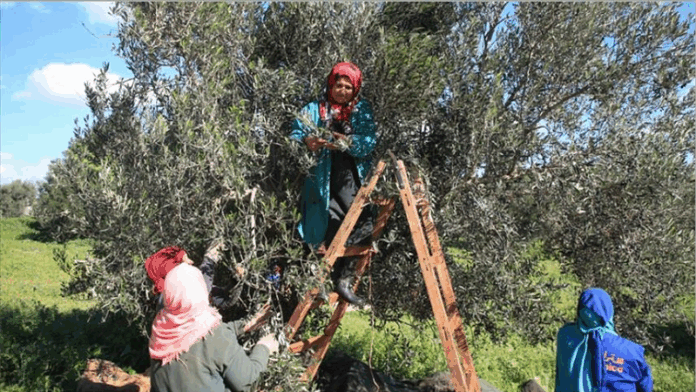 انطلاق موسم جني الزيتون بولاية زغوان وسط مؤشرات إنتاج واعدة