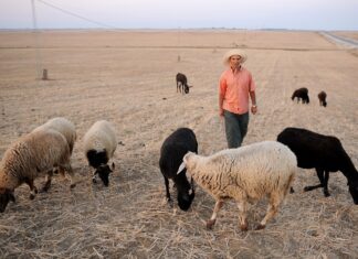 قبل عيد الأضحى: تشديد الرقابة على “السداري” في تونس لمواجهة غلاء الأضاحي ونقص الخرفان