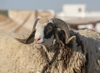 فلكيا: هذا الموعد المتوقع لعيد الأضحى 2026 في تونس والدول العربية